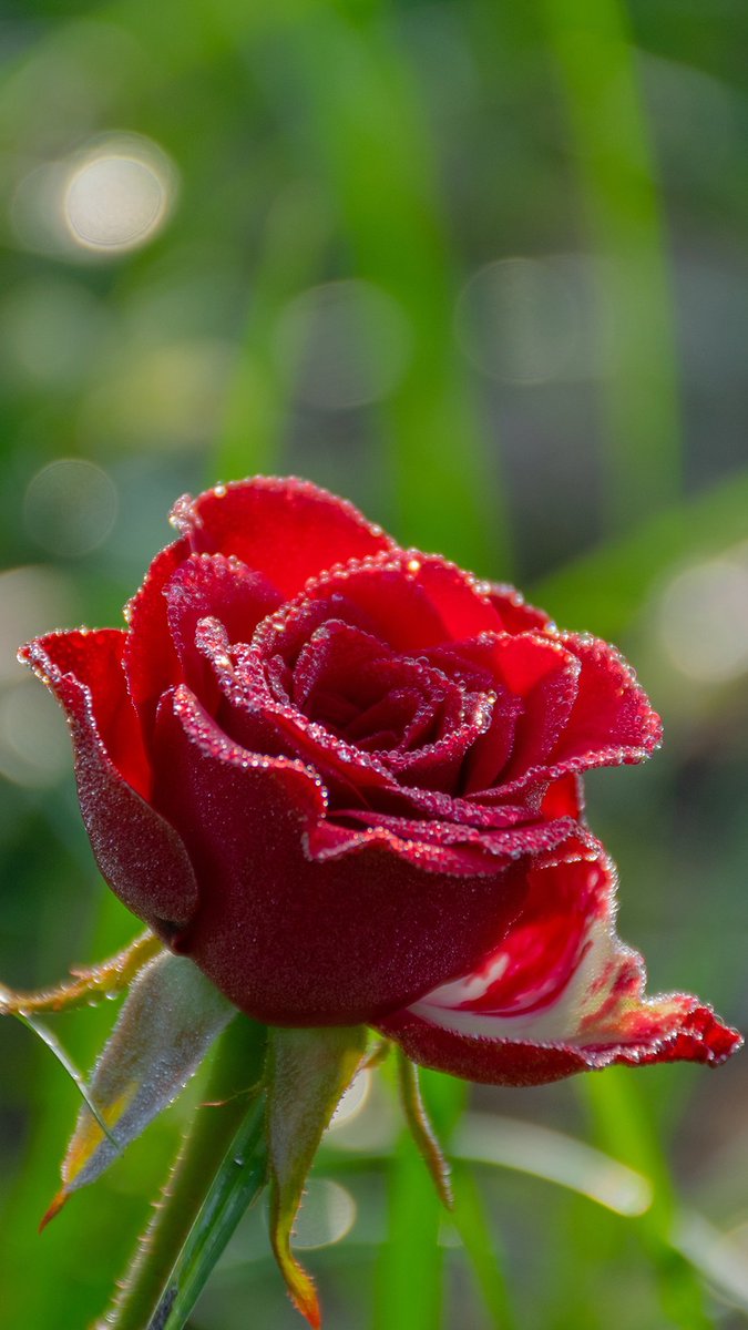 🙏🙏🙏good morning....