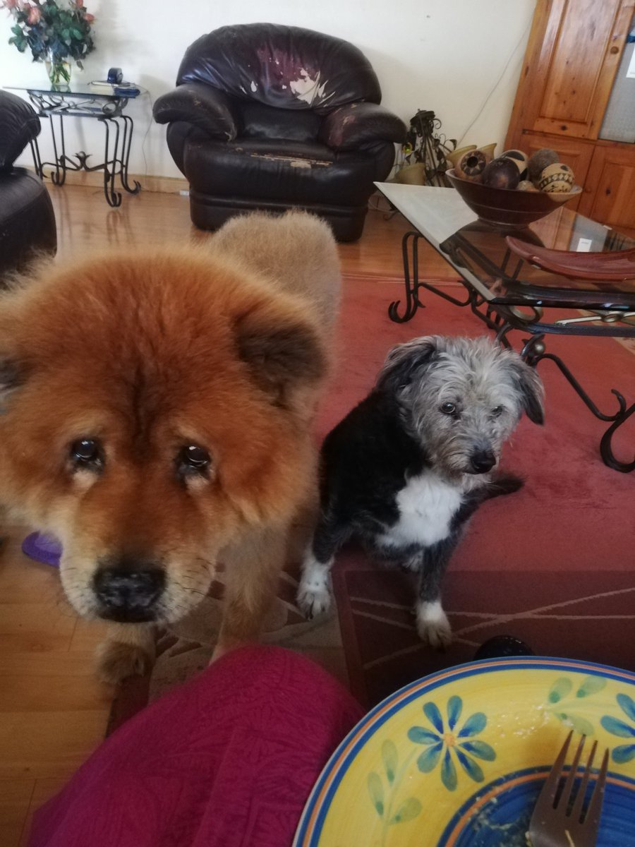 nolwazinkwandla's tweet photo. The #FoodPolice were the sweetest two girls. They fought often but they also really loved one another even if their start together was a rocky one. Cuddles and Honey were the best of friends in the end and I'm so lucky to have had them for 17 and 14 years respectively 🥰🥹 https://t.co/IUOiXJpO2Z