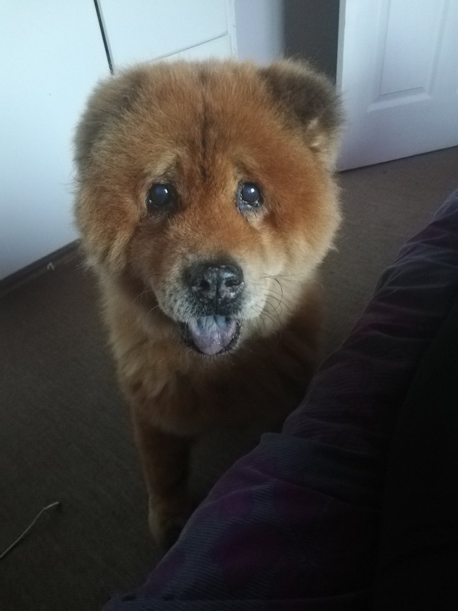 nolwazinkwandla's tweet photo. The #FoodPolice were the sweetest two girls. They fought often but they also really loved one another even if their start together was a rocky one. Cuddles and Honey were the best of friends in the end and I'm so lucky to have had them for 17 and 14 years respectively 🥰🥹 https://t.co/IUOiXJpO2Z