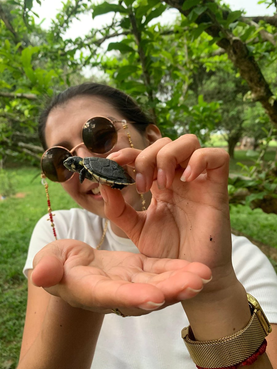 Descubriendo la magia de las tortugas en el llano.
 paz y conexión con la naturaleza. 🐢🌾 #AmorPorElLlano #Tortugas"