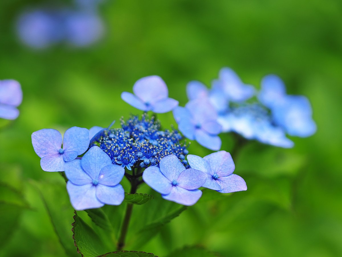 #紫陽花 の季節ですね。 #紫陽花の撮り方 的なYoutube動画が沢山Upされています。昔は接写リングやクローズアップレンズが推奨されていたのに、いくら最短撮影距離が短くなっても、本格的にとるならマクロレンズでしょ！ 手振れ補正があるから手持ち撮影が楽

instagram.com/p/C8I2hc5S4GH/…