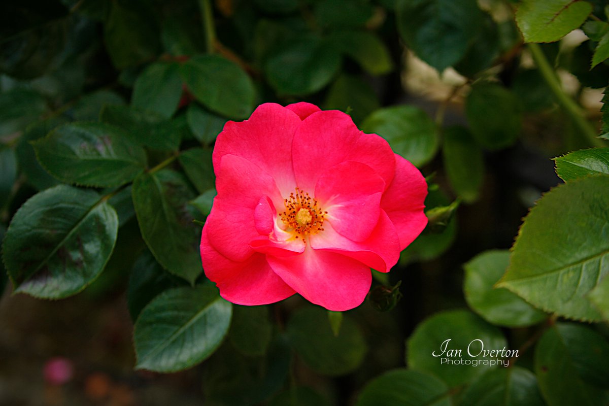 Ian Overton tweet media