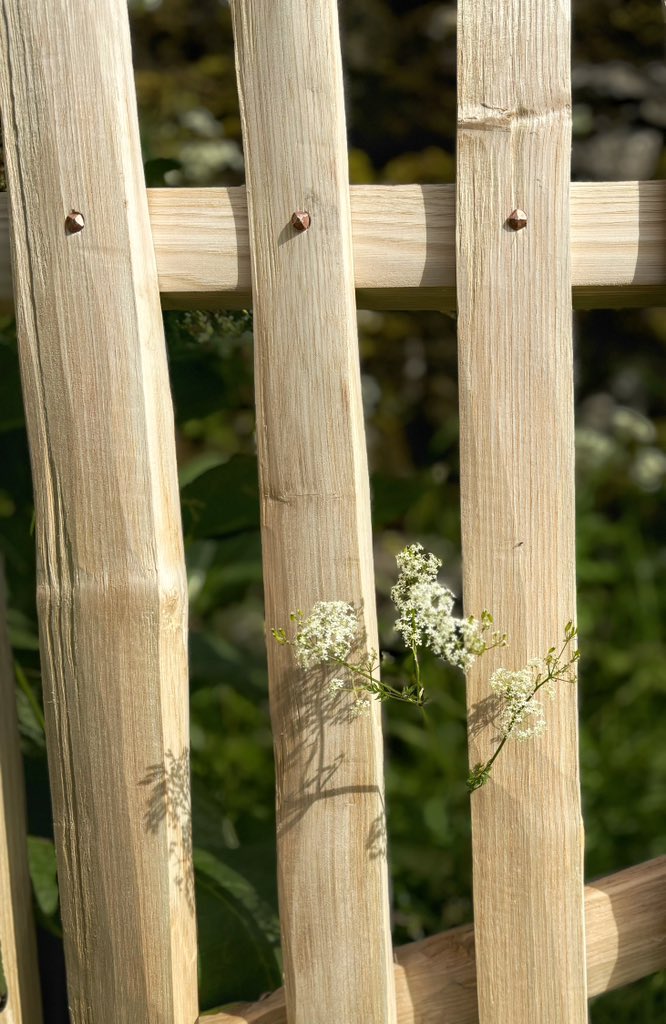 As the coppiced Hazel is slowly drying out it’s nice to turn to Sweet Chestnut to work with at this time. 
Still easy and a joy to cleave~a gate cleft from a single stem and some extras for the pales. That’s the beauty with it~a small amount can go a long way. Copper Rose heads👌🏻