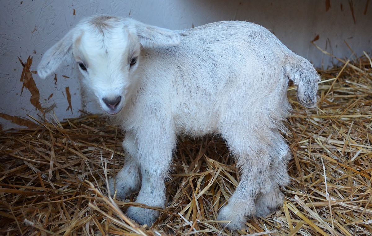 lamb (@mourninglambs) on Twitter photo 