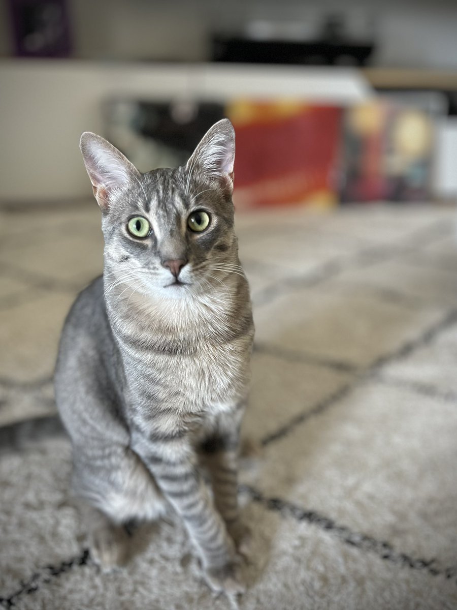 Stef_Burlot's tweet photo. Bonjour !
Le boss de @p_x_l_z_d m’a dit qu’il y avait 5 points à gagner pour celui qui reconnaît en premier les 3 albums derrière #lechatmalo.
(Indice : ça serait facile pour @Arbouse_records)

PS : je m’excuse auprès de la #TeamMusique pour le tournant politique de ce compte 😅 https://t.co/iKBfUZIWWm