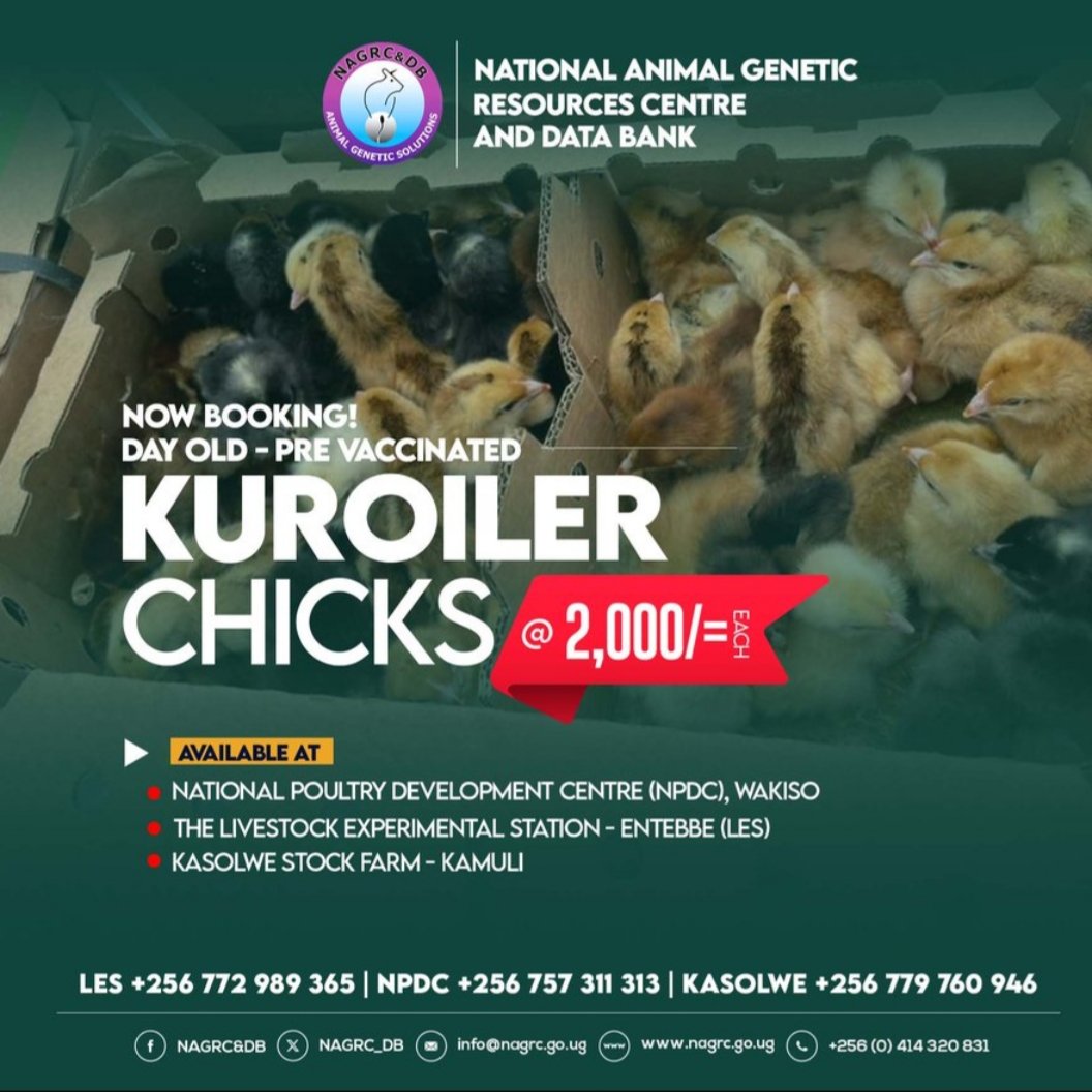 #ParishDevelopmentModel
<a href="/NAGRC_DB/">NATIONAL ANIMAL GENETIC RESOURCES CENTRE &DATABANK</a> supports the Parish Development Model with improved animal breeds.
Book your pre-vaccinated day-old- chicks <a href="/NAGRC_DB/">NATIONAL ANIMAL GENETIC RESOURCES CENTRE &DATABANK</a> Poultry development centre-Wakiso &amp; Kasolwe stock farm-Kamuli
#Kuroiler

<a href="/FrankTumwebazek/">Frank K Tumwebaze,MP: Isaiah 41: 11</a> <a href="/DrRwamiramaBK/">Hon. Rwamirama Bright Kanyontore</a> <a href="/beinepeter/">Peter Beine, PhD</a> <a href="/PS_MAAIF/">Maj. Gen. (Rtd) David Kasura-Kyomukama</a>