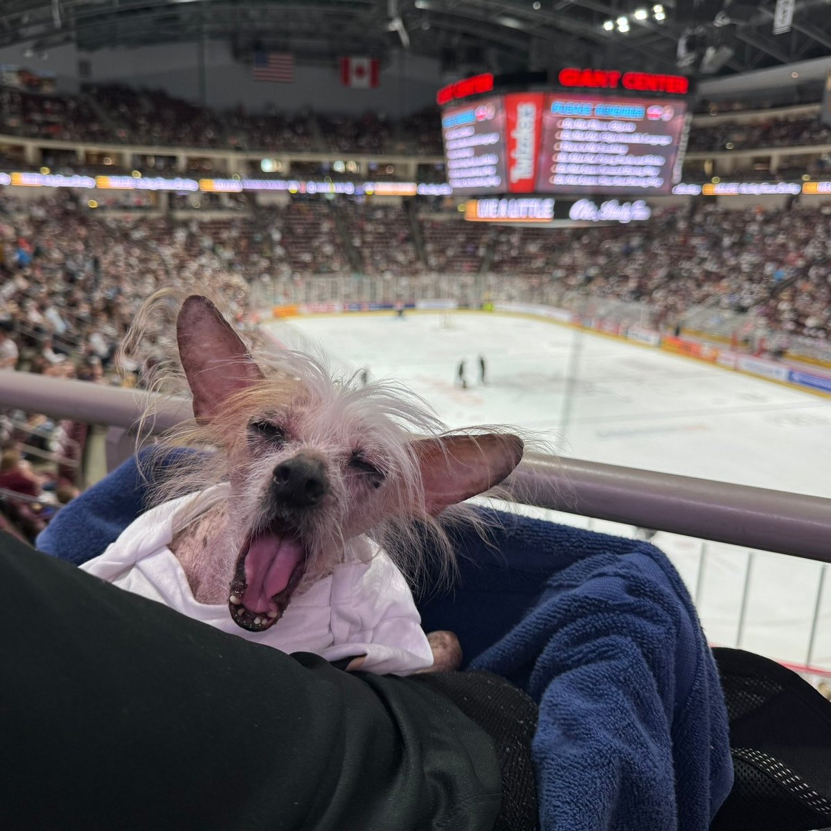 ServiceDogDex's tweet photo. #RoarForMore 🐻 🥅 https://t.co/KVeWMn34vd
