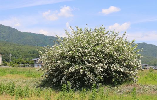 遠くから目立ちます。 卯木が満開です。 #卯木 #花