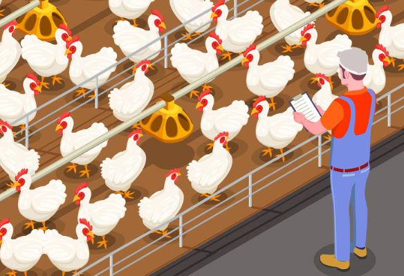 Tsogang3's tweet photo. I am looking for active broiler farmers with registered businesses, who have been active for at least 3 years.

Must be compliant with SARS and have proof of ownership or leasing of the Land they working on.

Women will be given preference (It's not me, it's the system)

This is for an incubation program that will prepare you to supply a number of restaurants in South Africa.  

I will want to see pictures of your farm and do a video call before I recommend you ☺️🤗

My DMs are only open for business. Go straight to the point ✊🏿