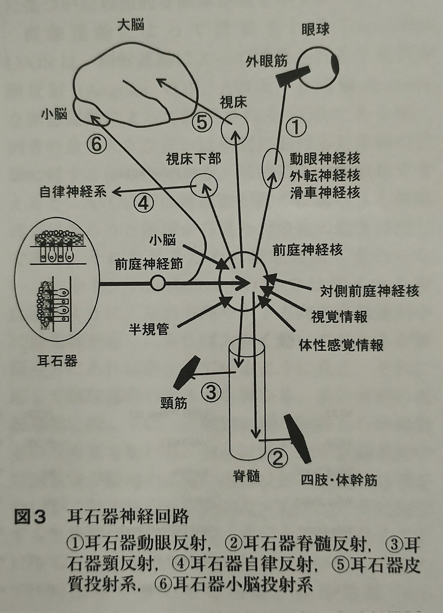 眼とこころ―眼球運動による精神疾患へのアプローチ m3電子書籍 | 眼科グラフィック 2020年1号 特集:緑内障検査