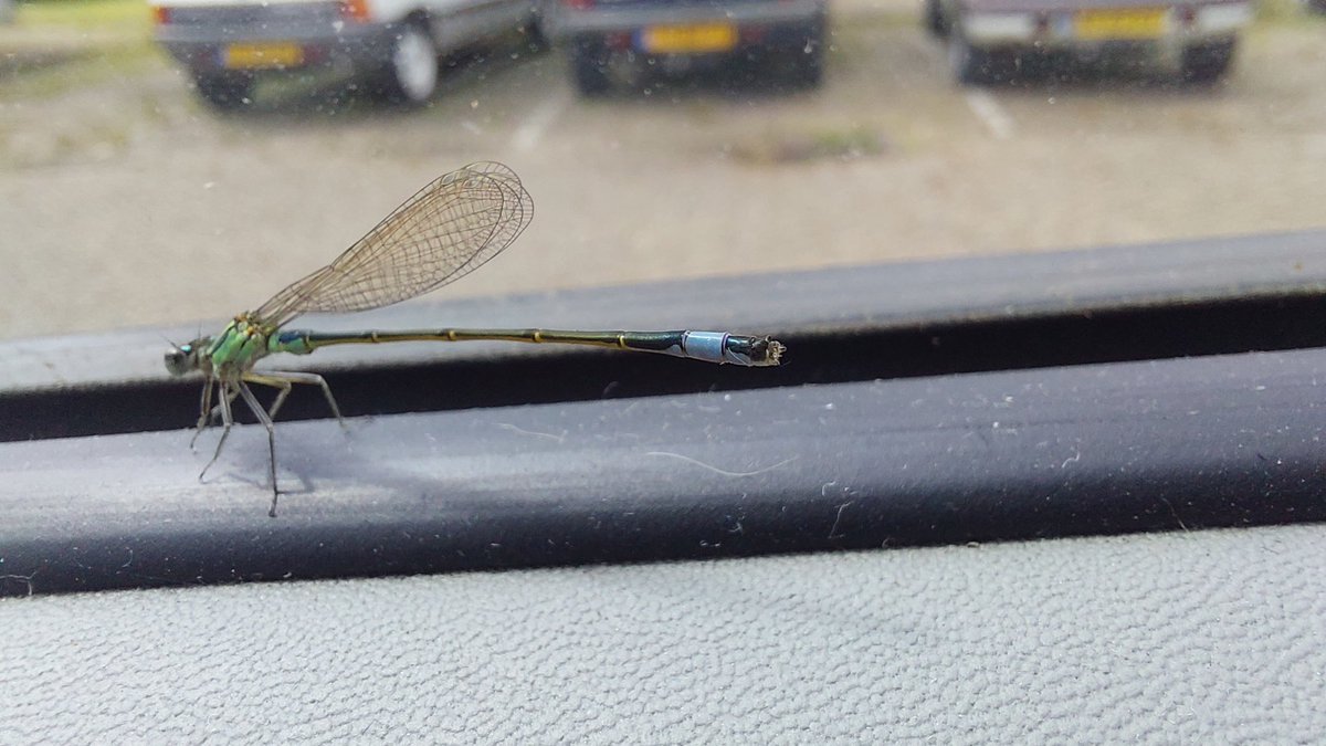 MvStuijvenberg1's tweet image. Wel gezellig hier.
Krijg bezoek van een #Lantaarntje 
#StadsSafari