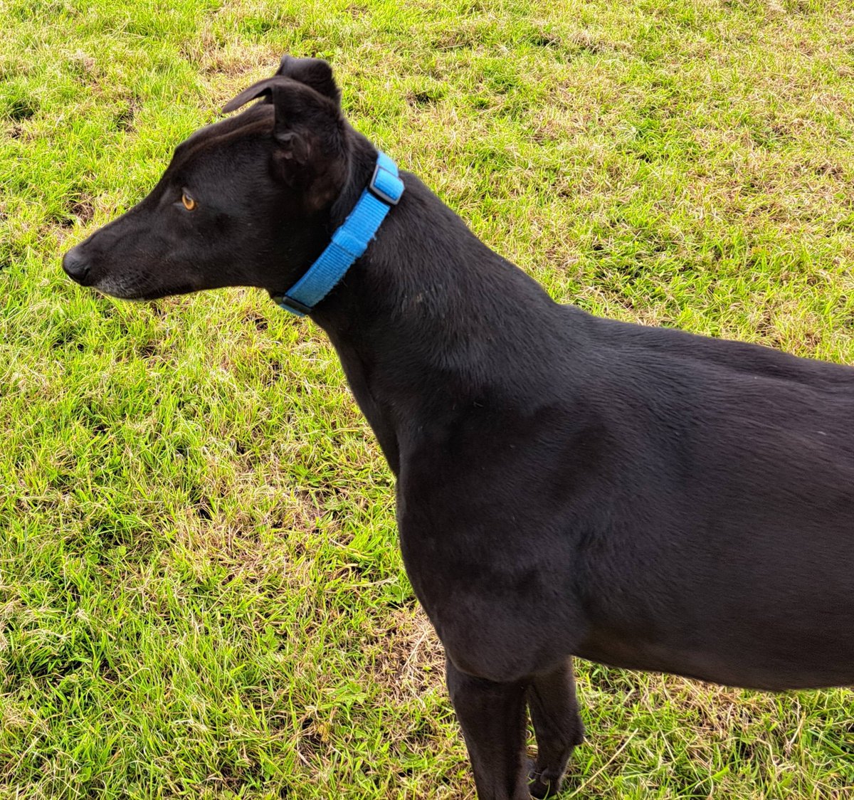 Our dog of the day today is handsome, golden-eyed boy Miller. He is a very friendly and affectionate five year old who may be able to live with small animals. If you would  like to know more about Miller, or any of our  hounds, please contact us.