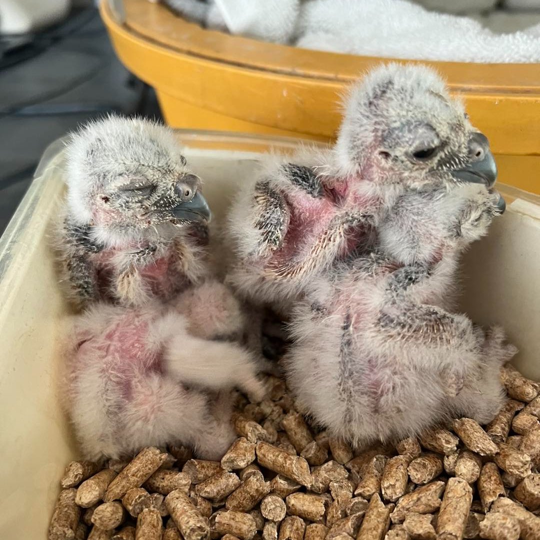 A big ball of burrowing owl craziness! #owlbabies