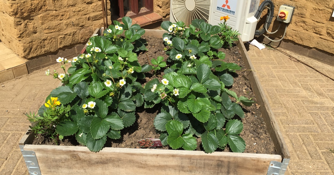 TopsoilDirect's tweet image. Our Raised Bed Kits not only enhance the beauty of any garden, but they also come pre-assembled with nutrient-rich topsoil. No need for drilling, screwing, or power tools!

 #GardenEssentials #RaisedBedKits #EasyGardening #NutrientRichSoil #GardenDesign #EcoFriendlyGardening