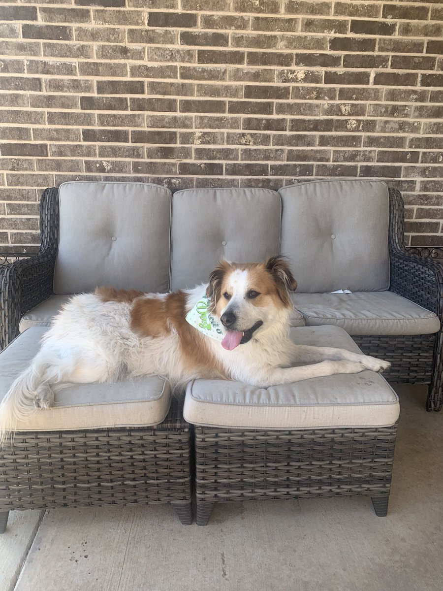 kclgill55's tweet photo. It is with heavy hearts that our family is saying goodbye to our sweet Emma girl today. She was so loving to my girls and truly made our lives better everyday. We will miss your big ❤️. @DogsOfTurf https://t.co/w1pZ9XnRQD