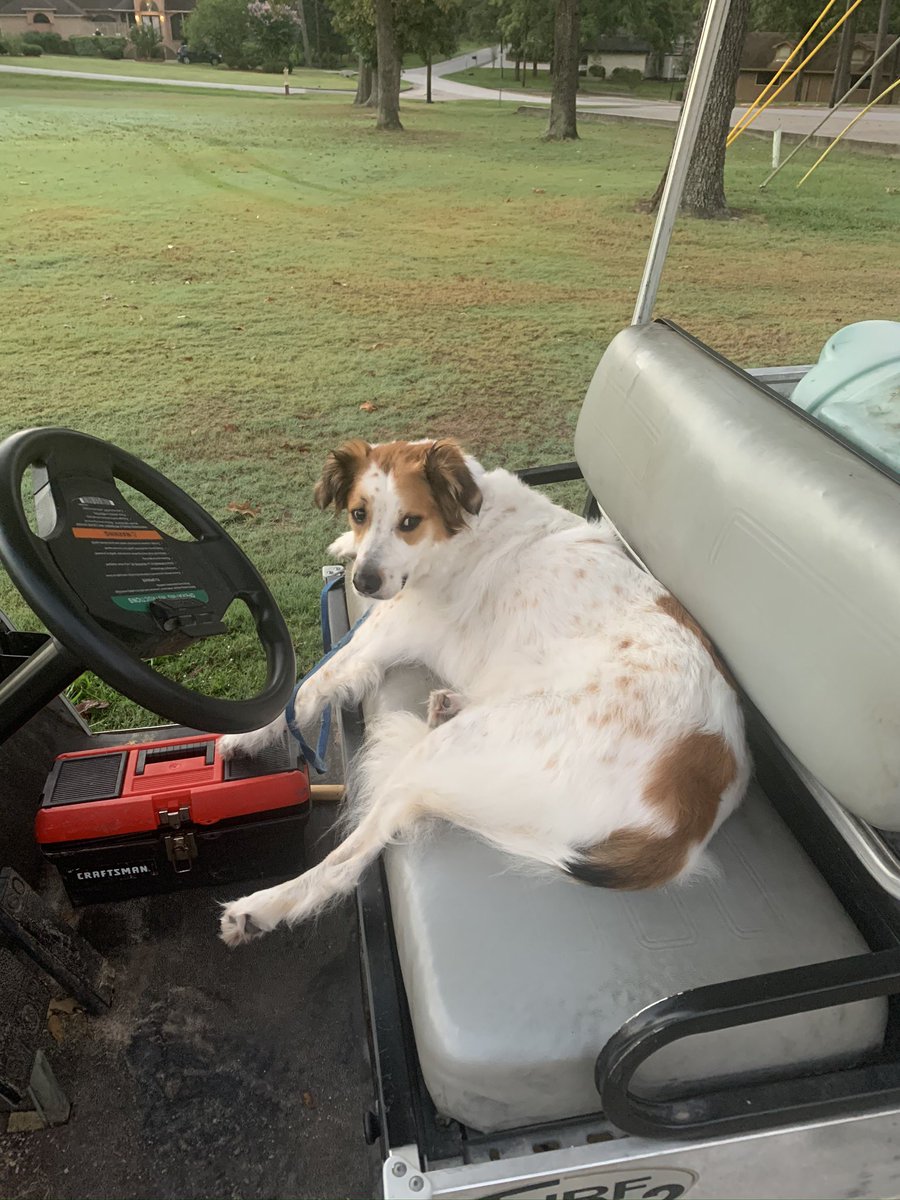 kclgill55's tweet photo. It is with heavy hearts that our family is saying goodbye to our sweet Emma girl today. She was so loving to my girls and truly made our lives better everyday. We will miss your big ❤️. @DogsOfTurf https://t.co/w1pZ9XnRQD