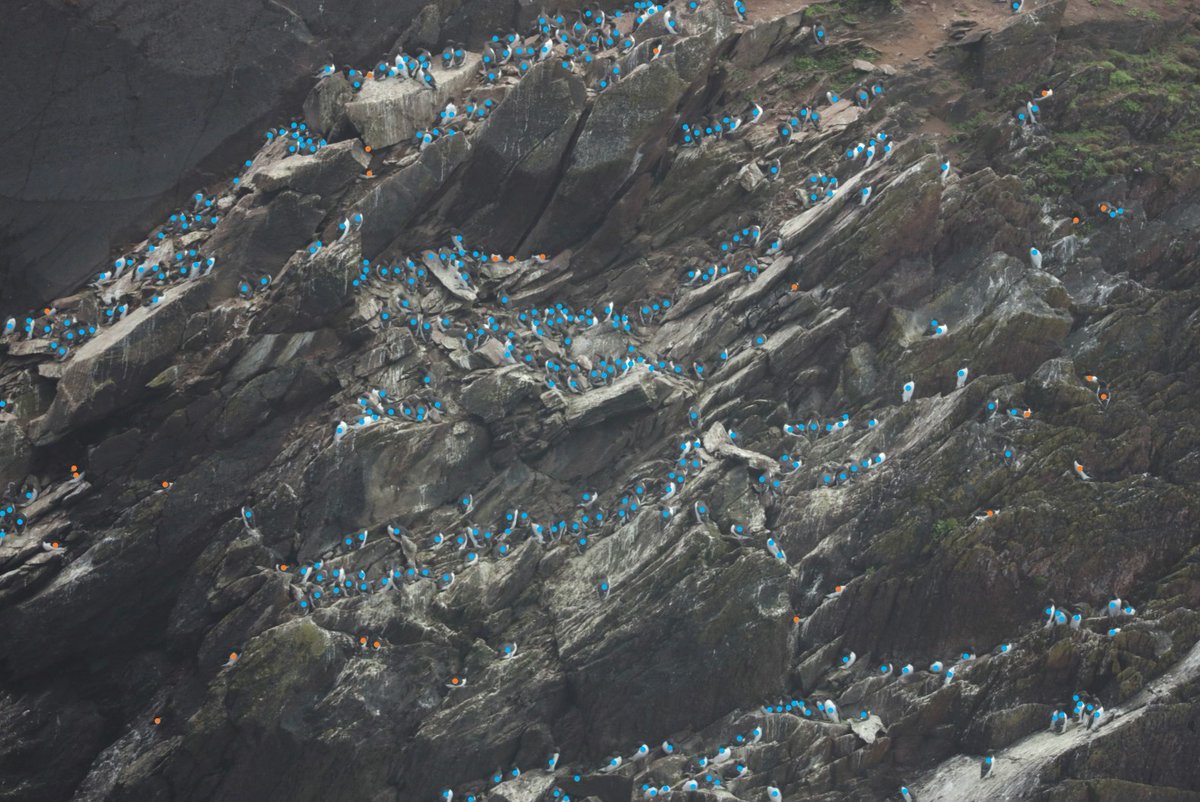 SkokholmIsland's tweet photo. Following an outbreak of avian influenza last July, just at the very end of the breeding season, we have over 200 fewer Guillemot (blue dots) visiting the North Gully colony this year. There are 238 fewer Guillemot in photo two, one less Razorbill (taken same date a year apart) https://t.co/p8jshgo7TA