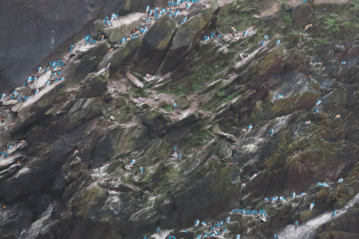 Following an outbreak of avian influenza last July, just at the very end of the breeding season, we have over 200 fewer Guillemot (blue dots) visiting the North Gully colony this year. There are 238 fewer Guillemot in photo two, one less Razorbill (taken same date a year apart)