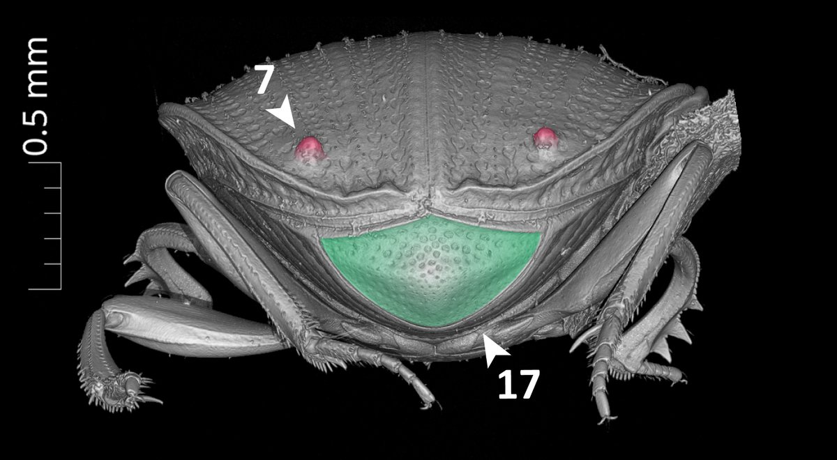 Sergei Tarasov 🇺🇦 (@tarasov_sergio) on Twitter photo Check out our latest paper, which explores #Phenoscript language to make #traits & #SpeciesDescriptions understandable for computers & humans.
Led by <a href="/_G_Montanaro/">Giulio Montanaro</a> with <a href="/balhoff/">Jim Balhoff @balhoff@genomic.social</a> & others
doi.org/10.3897/BDJ.12… <a href="/BioDataJournal/">BDJournal</a> <a href="/luomus/">Luomus</a> <a href="/HiLIFE_helsinki/">HiLIFE_Helsinki</a> Check out our latest paper, which explores #Phenoscript language to make #traits & #SpeciesDescriptions understandable for computers & humans.
Led by <a href="/_G_Montanaro/">Giulio Montanaro</a> with <a href="/balhoff/">Jim Balhoff @balhoff@genomic.social</a> & others
doi.org/10.3897/BDJ.12… <a href="/BioDataJournal/">BDJournal</a> <a href="/luomus/">Luomus</a> <a href="/HiLIFE_helsinki/">HiLIFE_Helsinki</a>