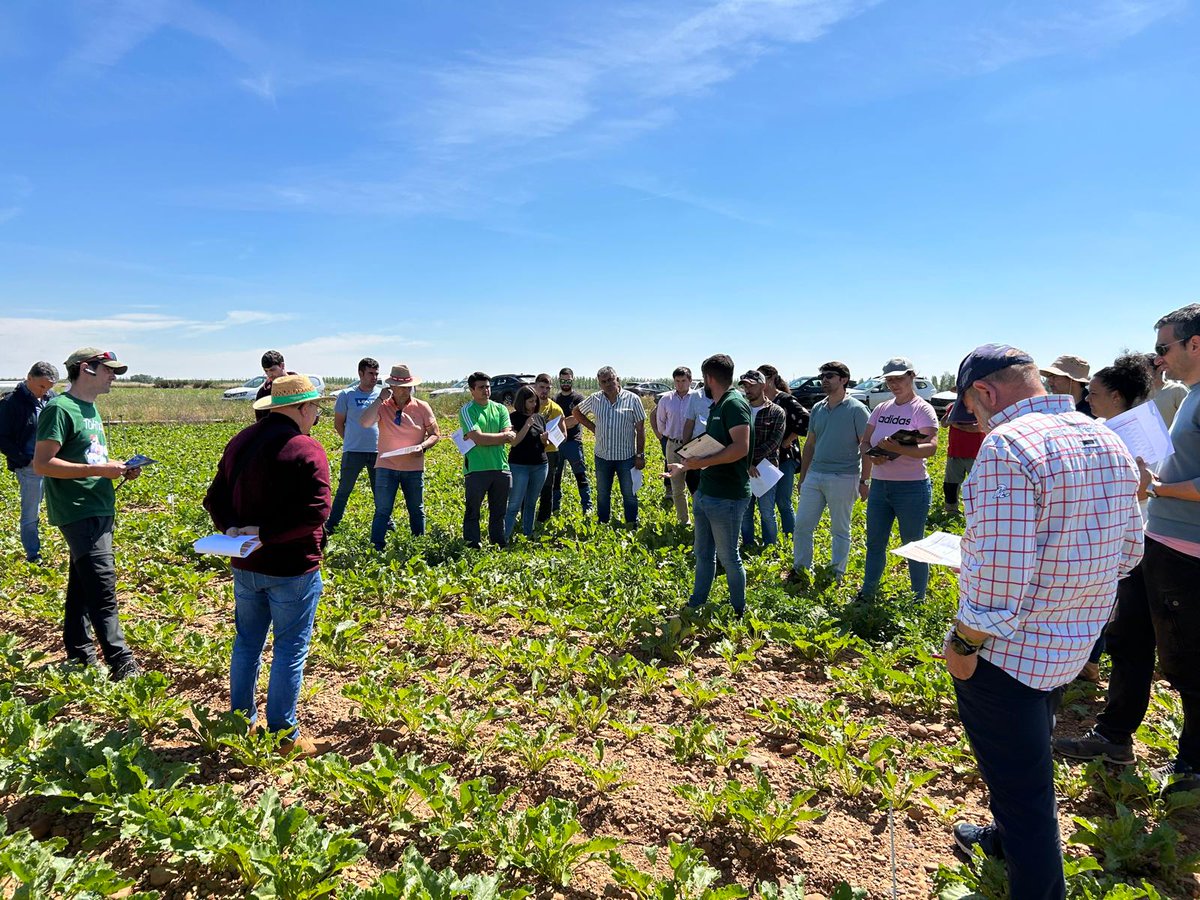 Continuamos analizando la eficacia de diferentes herbicidas en #remolacha. Hoy estamos en Valdefuentes del Páramo (León), donde nuestros técnicos muestran a socios y empresas de servicios qué aplicaciones van mejor para combatir las malas hierbas #campo #agricultura #Leonesp