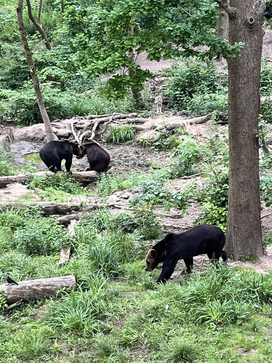 YBB_Reception's tweet photo. The bears 🐻 were fighting as the wolves watched on 🐺 https://t.co/uX2stQ40Kp