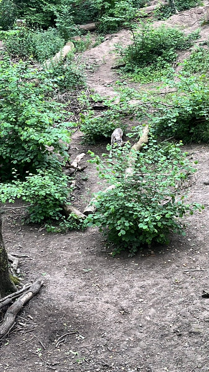 The bears 🐻 were fighting as the wolves watched on 🐺