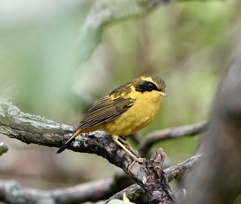 MalleyAndrew's tweet image. Sichuan. Excellent trip so far, Red Panda, Firethroat and much more. Golden Bush Robin and Fulvous Parrotbill.@AddeyNick