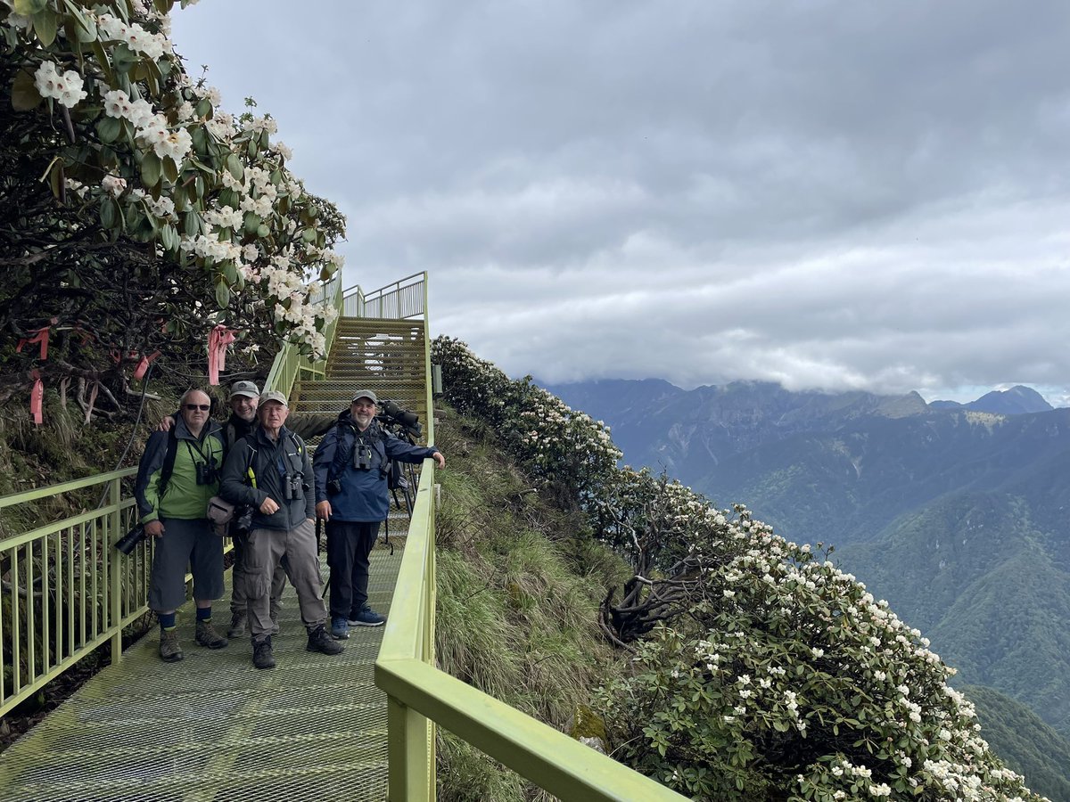 Sichuan. Excellent trip so far, Red Panda, Firethroat and much more. Golden Bush Robin and Fulvous Parrotbill.<a href="/AddeyNick/">Long Nab Birder🇺🇦</a>