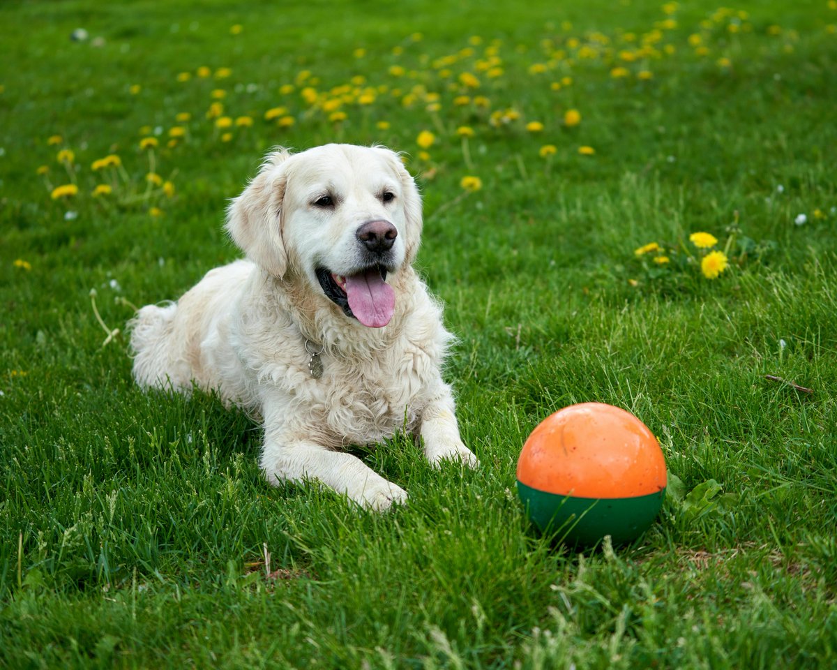 DonnasDogShop's tweet image. 🎾🐶 Play Fetch: Head to your local park and throw a ball or frisbee! It&apos;s a classic game that dogs never get tired of and a fantastic way to burn off some energy while having a blast together. 🌟🏞️

#DogActivities #FetchFun #DogsofX #DogsOfTwitter #DogOfTheDay #DogLover