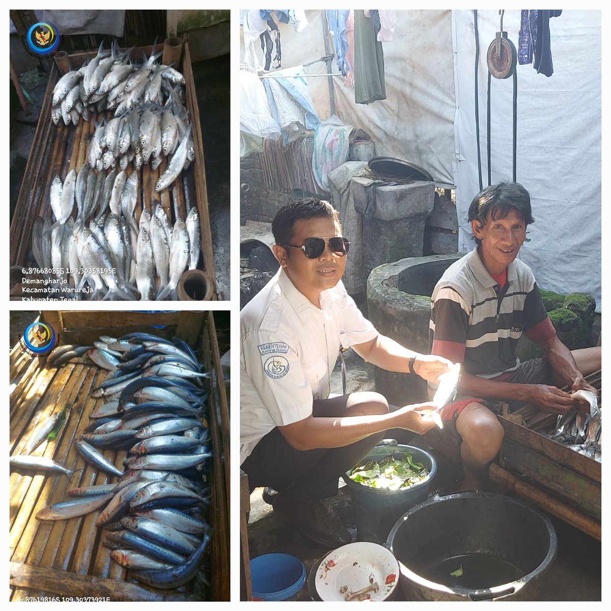 sugi_tanto's tweet photo. Senin (10/06/2024) Sugi H Luhkan Kab Tegal Anjangsana Pengolah dan Pemasar ikan pindang presto duri lunak Bapak Aminudin terkait Produksi pindang tiap hari +_30 Kg di Ds Demangharjo Kec Warureja. #GiatLuhkanSatminkalBogor #pengolahikan #poklahsar #luhlapor #slkt #kabupatentegal https://t.co/Vc7DZdCNbT