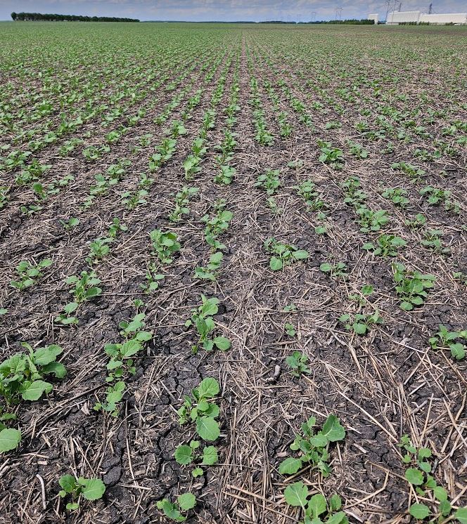 Laird Lampertz (@laird_lampertz) on Twitter photo Talk about a perfect recipe for early season disease infection, showers every day including cooler than normal temps. #blackleg #verticillum #tanspot #septoria #rootrots
Thanks <a href="/weatherlogics/">Weatherlogics 🇨🇦</a> for the simply summary. Talk about a perfect recipe for early season disease infection, showers every day including cooler than normal temps. #blackleg #verticillum #tanspot #septoria #rootrots
Thanks <a href="/weatherlogics/">Weatherlogics 🇨🇦</a> for the simply summary.