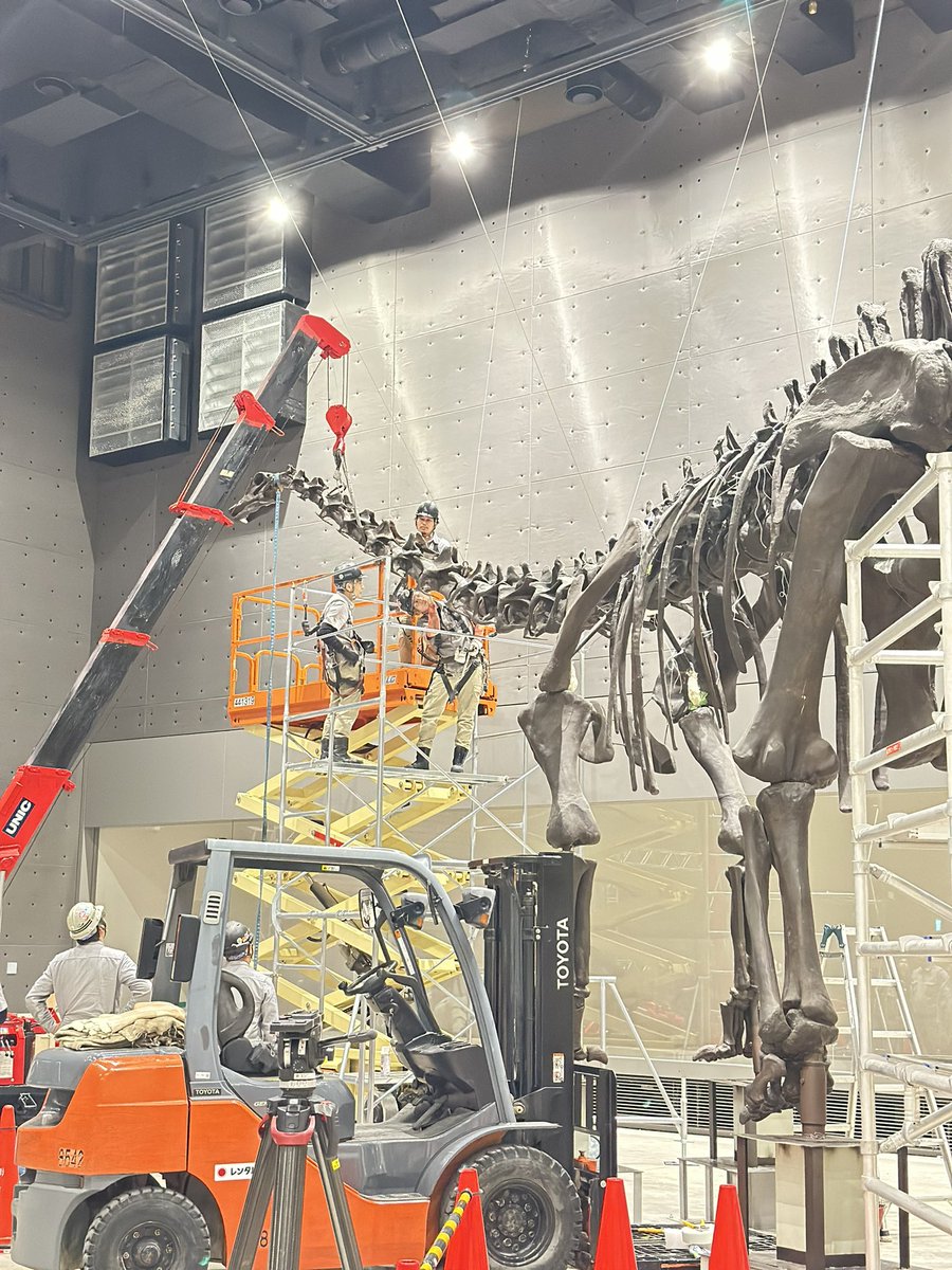ディプロドクス・カーネギー 北アメリカのモリソン層を代表する大型の