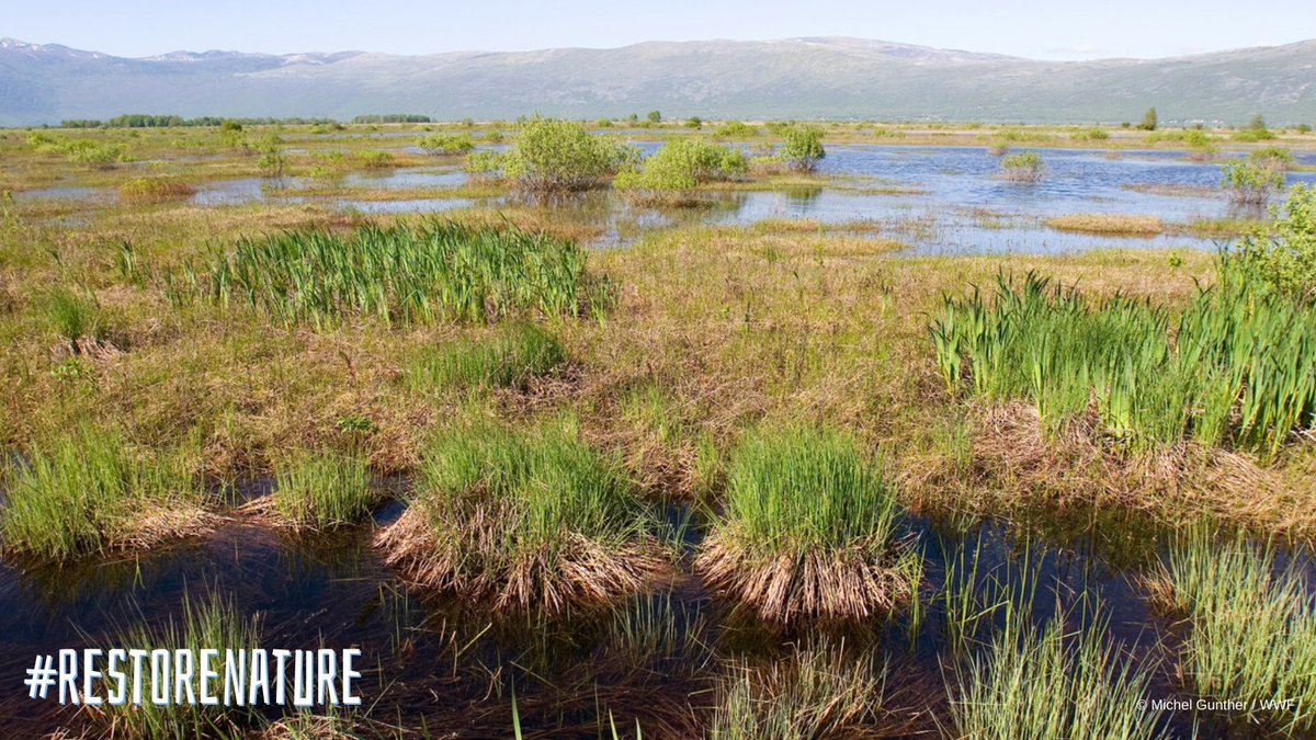 VärldsnaturfondenWWF tweet media
