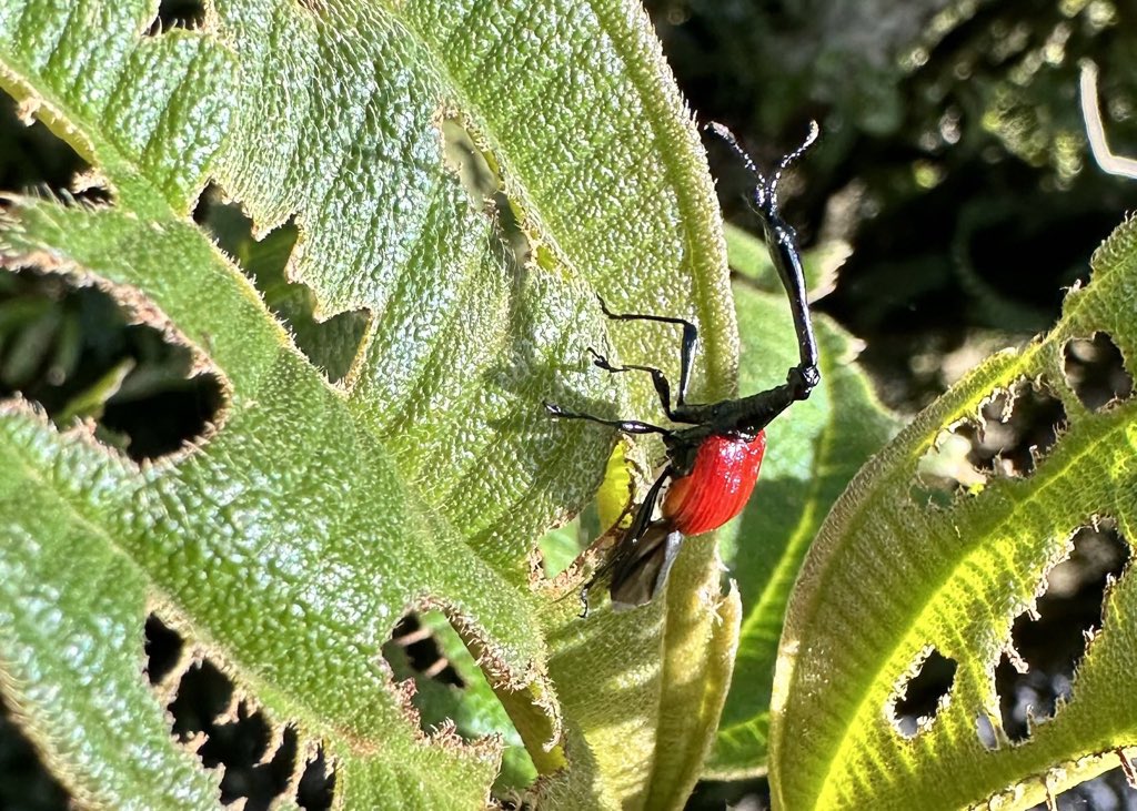 's tweet image. Girrafe-neck weevil male #Madagascar