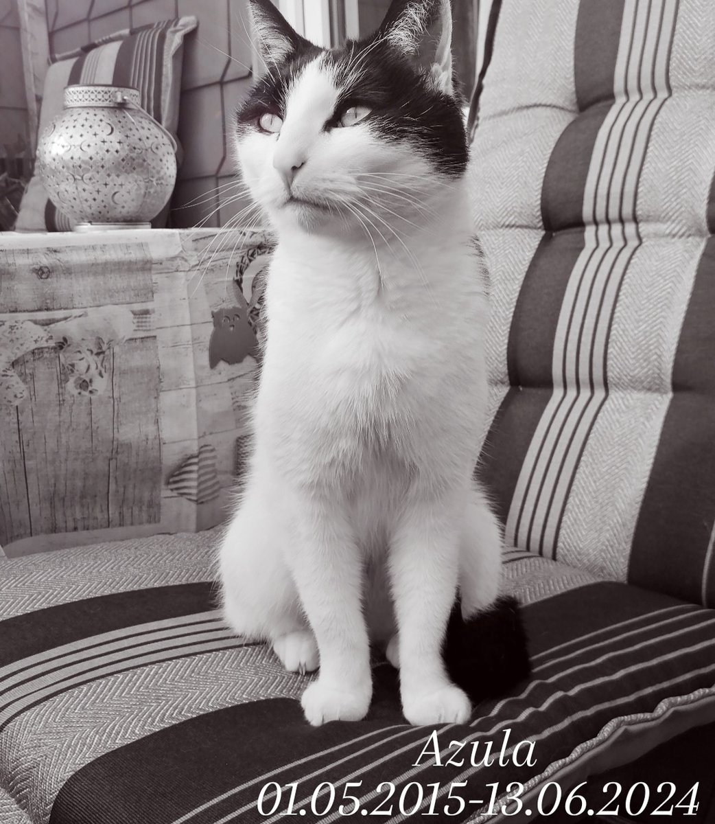 Wir mussten uns leider nach langem Kampf und viel zu früh von unserer Azula verabschieden...du warst neben Sora mein absolutes Herztier, meine Trösterkatze und du wirst uns sehr fehlen, aber nun musst du nicht mehr leiden...danke für die schönen gemeinsamen 9 Jahre 🌈🖤