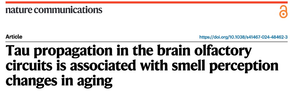 ibai Diez (@ibaidiezpalacio) on Twitter photo 🧵Happy to share our last work on tau propagation and smell perception in aging. @LauraOrtizTeran <a href="/ThomasNgImaging/">Thomas Ng</a> <a href="/AlbersLab/">Albers Lab</a> Marshall G <a href="/will_orwig/">Will Orwig</a> Kim C <a href="/neuroeli/">Eli Bueicheku</a> Montal V @jokriolo <a href="/_PatriziaV/">Patrizia Vannini</a> Fahkri, Sperling R, Johnson K, <a href="/HeidiJacobsLab/">Heidi Jacobs Lab</a> <a href="/SepulcreLab/">Jorge Sepulcre Lab</a>
nature.com/articles/s4146… 🧵Happy to share our last work on tau propagation and smell perception in aging. @LauraOrtizTeran <a href="/ThomasNgImaging/">Thomas Ng</a> <a href="/AlbersLab/">Albers Lab</a> Marshall G <a href="/will_orwig/">Will Orwig</a> Kim C <a href="/neuroeli/">Eli Bueicheku</a> Montal V @jokriolo <a href="/_PatriziaV/">Patrizia Vannini</a> Fahkri, Sperling R, Johnson K, <a href="/HeidiJacobsLab/">Heidi Jacobs Lab</a> <a href="/SepulcreLab/">Jorge Sepulcre Lab</a>
nature.com/articles/s4146…