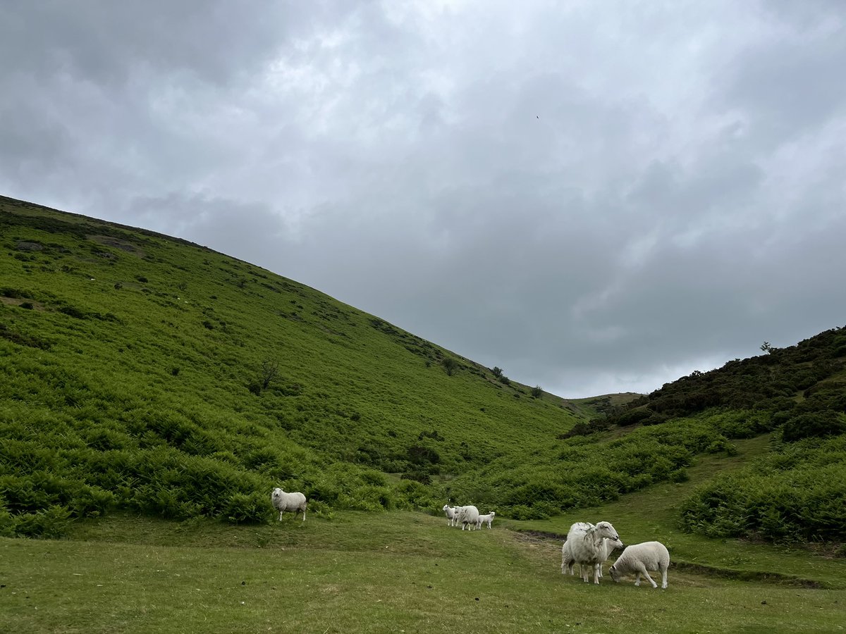 The sheep look friendly up on Long Mynd, but they are rightly protective so we’ve had to eat our lunch standing up so it hasn’t been stolen!