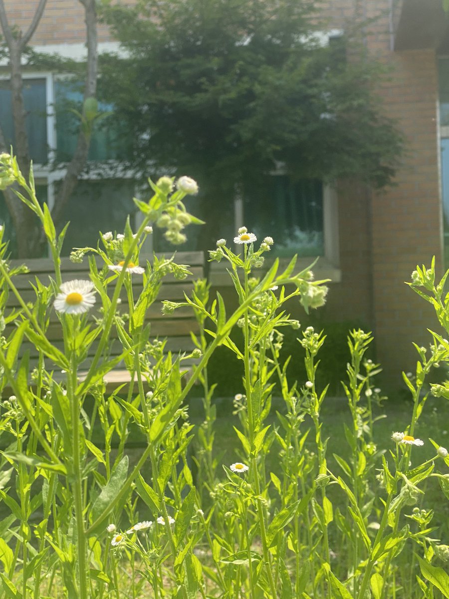 오늘 학교에서 찍은 꽃이 너무 예뻤어