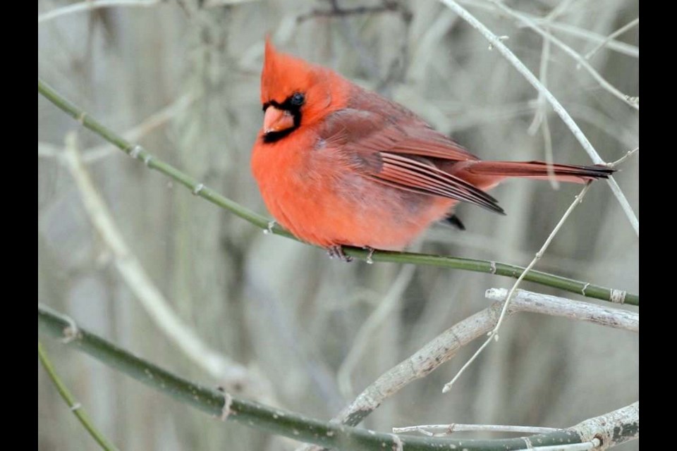 Adults in 🇨🇦 neighborhoods with a higher diversity of trees and #birds report better mental health. No surprises here. I mean, just look at this northern cardinal (one of my favourite urban birds) and tell me you don't feel all warm and fuzzy. 

#nature #mentalhealth