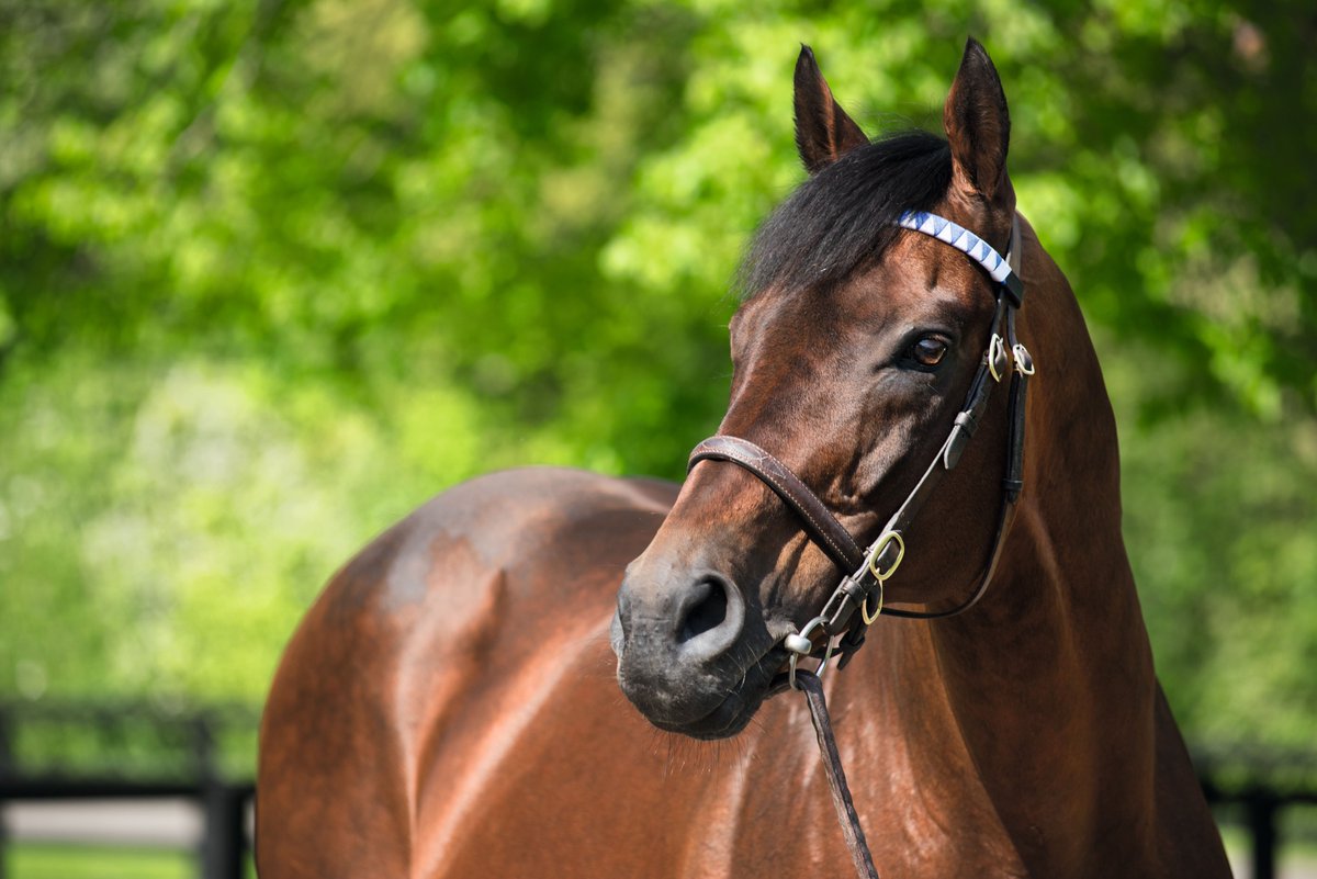 DarleyEurope's tweet photo. 🇬🇧🇫🇷 After siring a 1-2 in the Oaks, #Dubawi looks to continue his brilliant year with the @Epsomracecourse second Dance Sequence taking her chance in the French equivalent!
She will be joined in the G1 Prix de Diane by #ClothOfStars filly Bubble Gum, who is unbeaten in both her starts this year