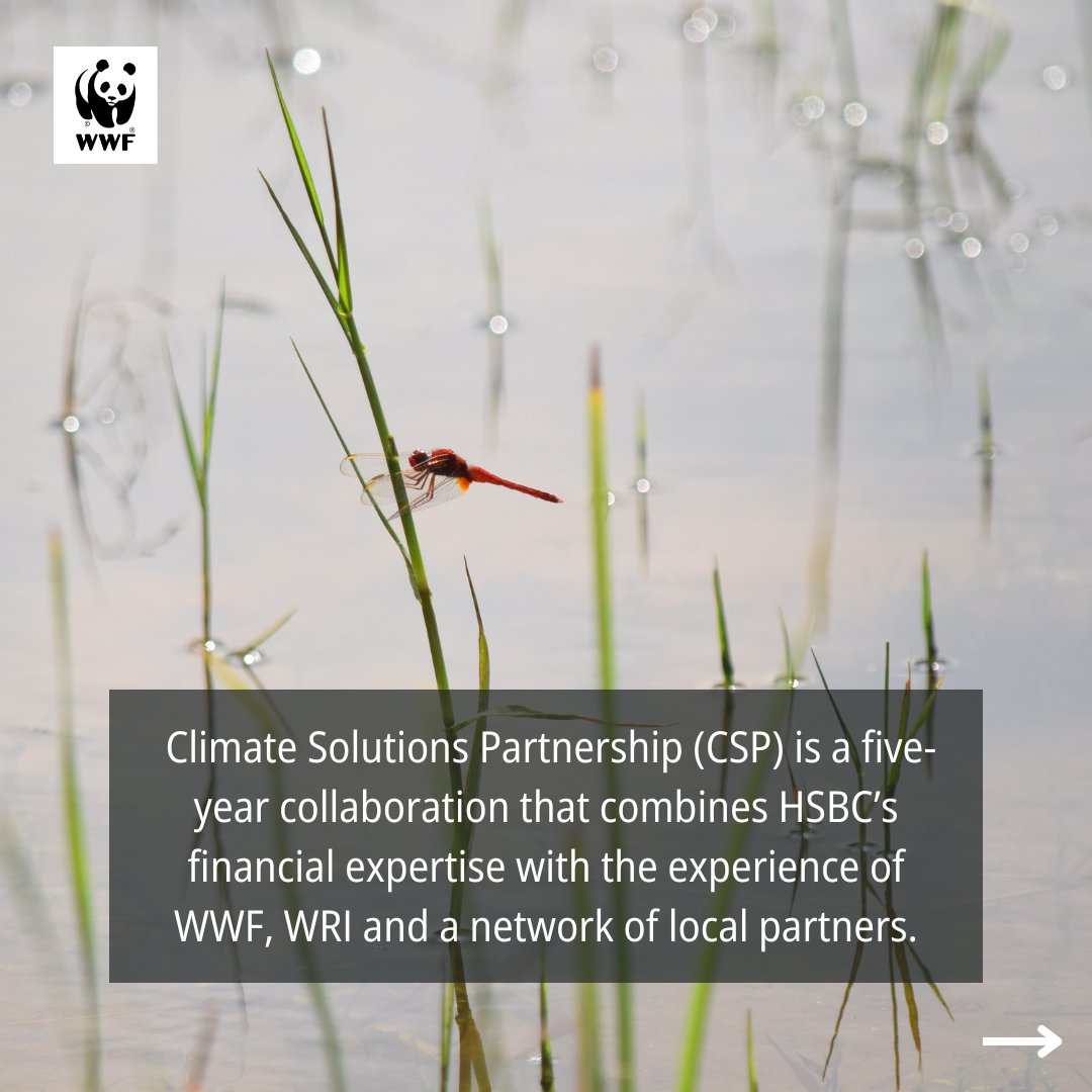 WWFINDIA's tweet photo. The brand new #ClimateSolutionsPartnership website is a dedicated online space showcasing the work and outcomes of our five-year collaboration with @HSBC. 
Visit today: https://t.co/IesS3OZPqh

#ClimateSolutions #ClimateChange #Climate #NatureBasedSolutions #WWFIndia #HSBC https://t.co/9oOnUEtf8d