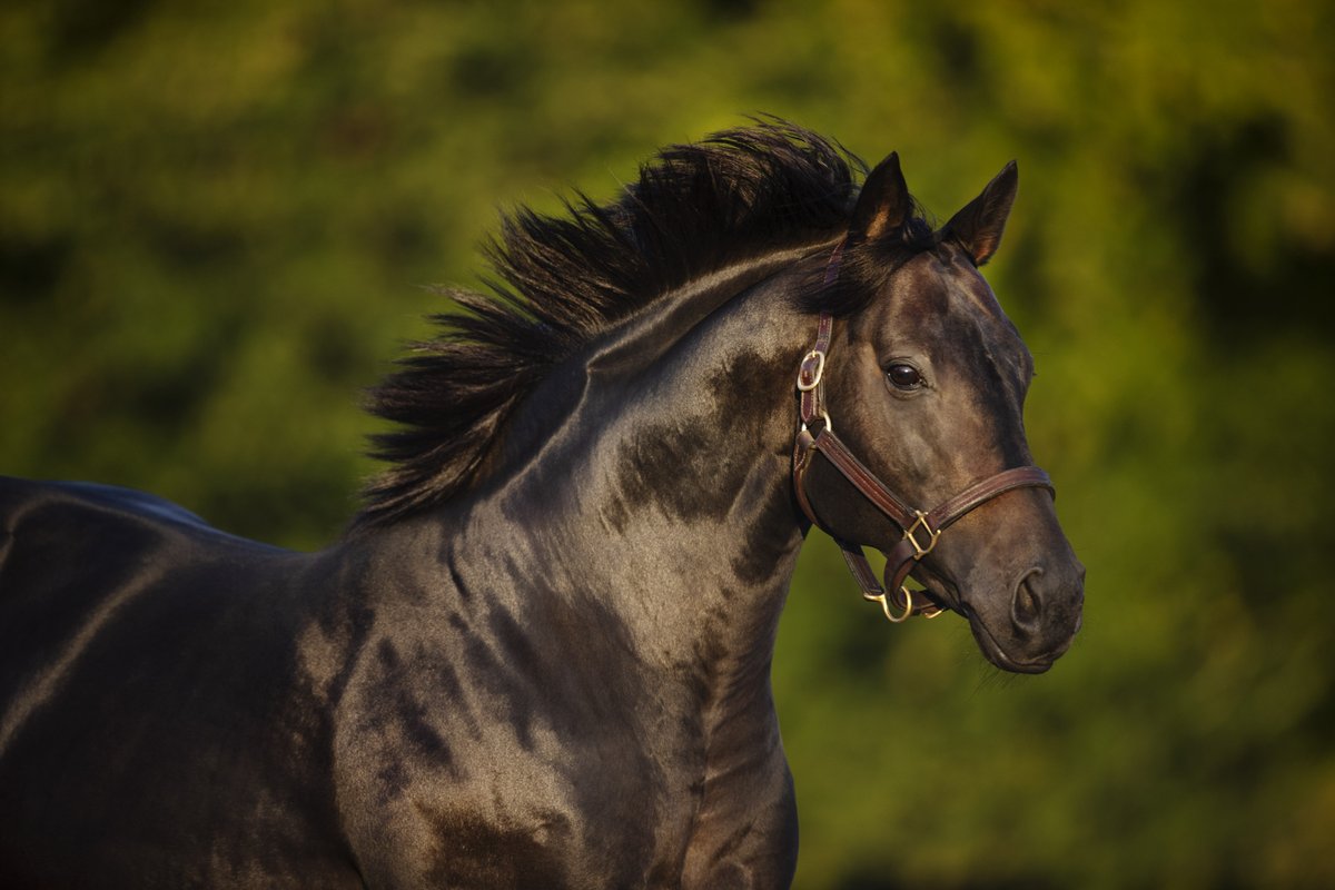 DarleyEurope's tweet photo. 🇬🇧🇫🇷 After siring a 1-2 in the Oaks, #Dubawi looks to continue his brilliant year with the @Epsomracecourse second Dance Sequence taking her chance in the French equivalent!
She will be joined in the G1 Prix de Diane by #ClothOfStars filly Bubble Gum, who is unbeaten in both her starts this year