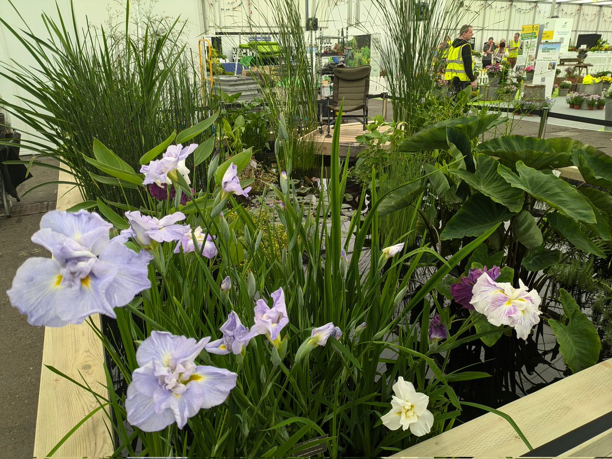 AlisonDayani's tweet photo. Got first look at #BBCGardenersWorldLive that opens with #BBCGoodFoodShow today. Plenty to enjoy. @GWandShows has stunning gardens, unique veg patch ideas & even chickens. Guests include #montydon & at food show chefs @jamesmartinchef @michelrouxjr. Til Sunday @thenec Birmingham https://t.co/WiGaTurGWJ