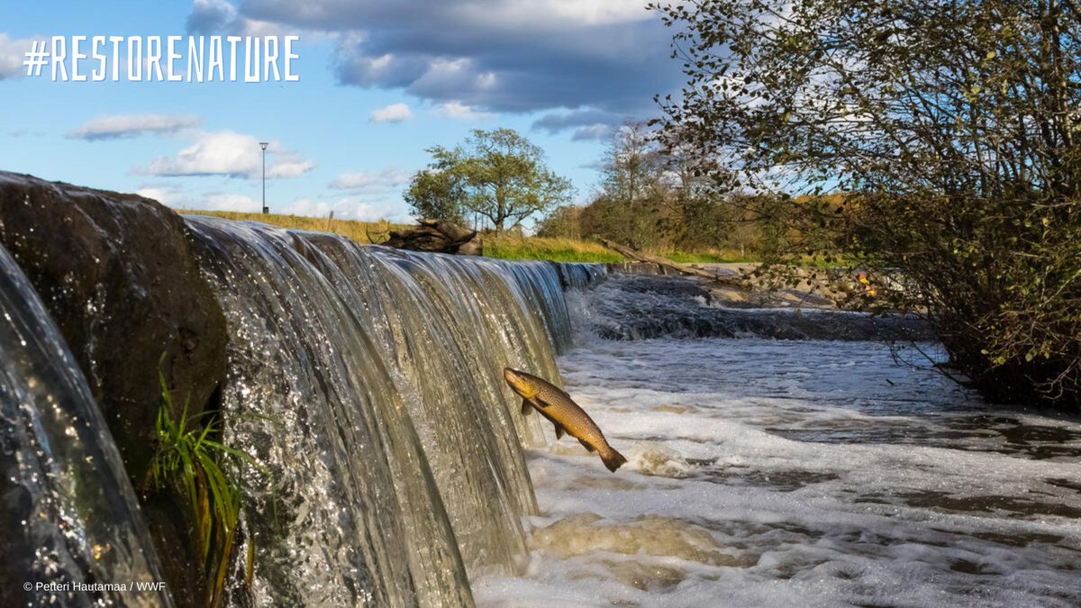 RecFishingEP (@recfishingep) on Twitter photo No more delays, <a href="/EUCouncil/">EU Council</a>, we urge you to adopt the #NatureRestorationLaw!
Nature is our best insurance against floods, droughts, wildfires & heatwaves 💧
The #RestoreNature Law will strengthen our rivers, forests & aquatic ecosystems to protect us from climate change 🔥 No more delays, <a href="/EUCouncil/">EU Council</a>, we urge you to adopt the #NatureRestorationLaw!
Nature is our best insurance against floods, droughts, wildfires & heatwaves 💧
The #RestoreNature Law will strengthen our rivers, forests & aquatic ecosystems to protect us from climate change 🔥