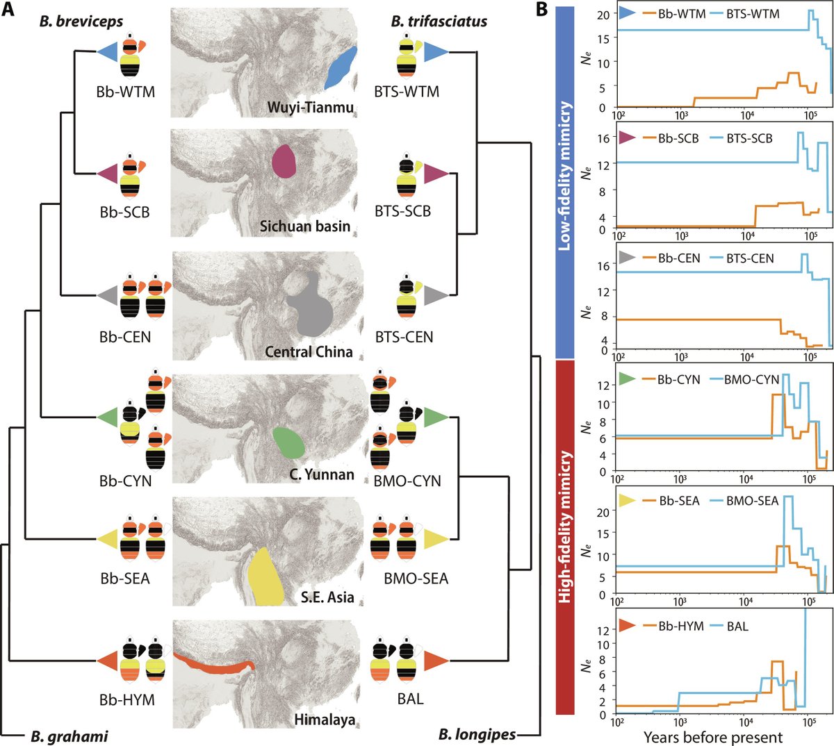 Li Tian (@leebeeeeeee) on Twitter photo By collaborating with the <a href="/Hines_Lab/">Hines Lab</a> and <a href="/PaulWilliamsNHM/">Paul Williams</a>, we deciphered the evolutionary history of the most colorful bumblebee mimicry complex in southeast Asia. Our study is just published on Science Advances, and more excitingly, our bee is on the COVER! <a href="/ScienceAdvances/">Science Advances</a> By collaborating with the <a href="/Hines_Lab/">Hines Lab</a> and <a href="/PaulWilliamsNHM/">Paul Williams</a>, we deciphered the evolutionary history of the most colorful bumblebee mimicry complex in southeast Asia. Our study is just published on Science Advances, and more excitingly, our bee is on the COVER! <a href="/ScienceAdvances/">Science Advances</a>