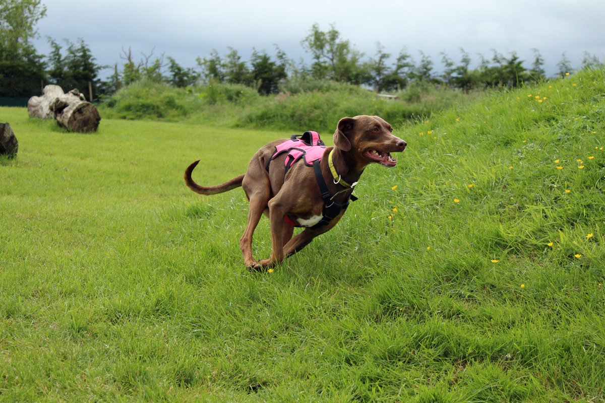 DT_Darlington's tweet image. 💛 Meet Pixie 💛

Pixie is a 3-years-old Catahoula Leopard cross who is on the lookout for a home with the #Pawfect sunbathing spot for her 

dogstrust.org.uk/rehoming/dogs/…

@DogsTrust 
#DogsTrust #DogsTrustDarlington #CatahoulaLeopardCross #PixieNeedsAHome #Darlington #ADogIsForLife