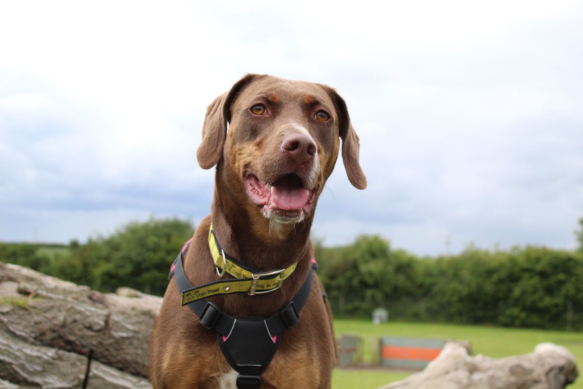 DT_Darlington's tweet image. 💛 Meet Pixie 💛

Pixie is a 3-years-old Catahoula Leopard cross who is on the lookout for a home with the #Pawfect sunbathing spot for her 

dogstrust.org.uk/rehoming/dogs/…

@DogsTrust 
#DogsTrust #DogsTrustDarlington #CatahoulaLeopardCross #PixieNeedsAHome #Darlington #ADogIsForLife