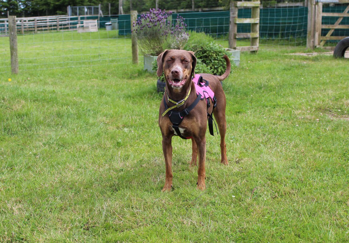 DT_Darlington's tweet image. 💛 Meet Pixie 💛

Pixie is a 3-years-old Catahoula Leopard cross who is on the lookout for a home with the #Pawfect sunbathing spot for her 

dogstrust.org.uk/rehoming/dogs/…

@DogsTrust 
#DogsTrust #DogsTrustDarlington #CatahoulaLeopardCross #PixieNeedsAHome #Darlington #ADogIsForLife