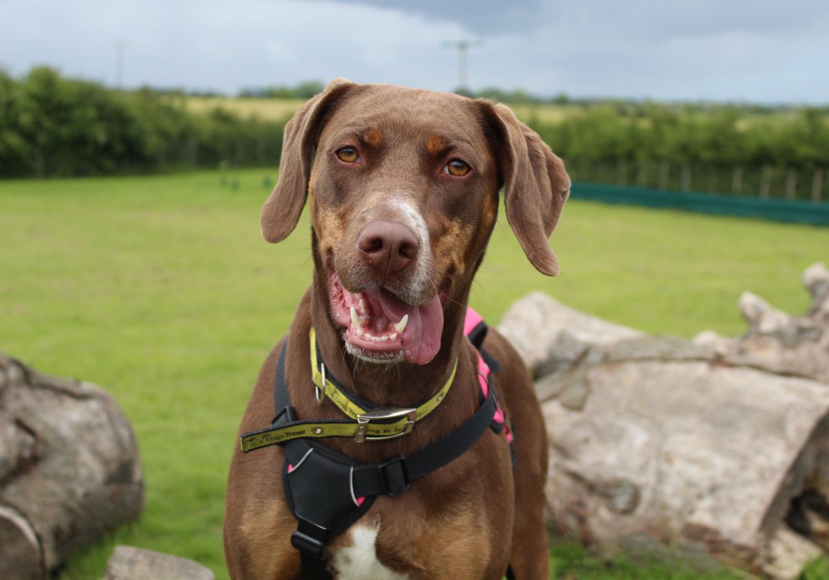 DT_Darlington's tweet image. 💛 Meet Pixie 💛

Pixie is a 3-years-old Catahoula Leopard cross who is on the lookout for a home with the #Pawfect sunbathing spot for her 

dogstrust.org.uk/rehoming/dogs/…

@DogsTrust 
#DogsTrust #DogsTrustDarlington #CatahoulaLeopardCross #PixieNeedsAHome #Darlington #ADogIsForLife