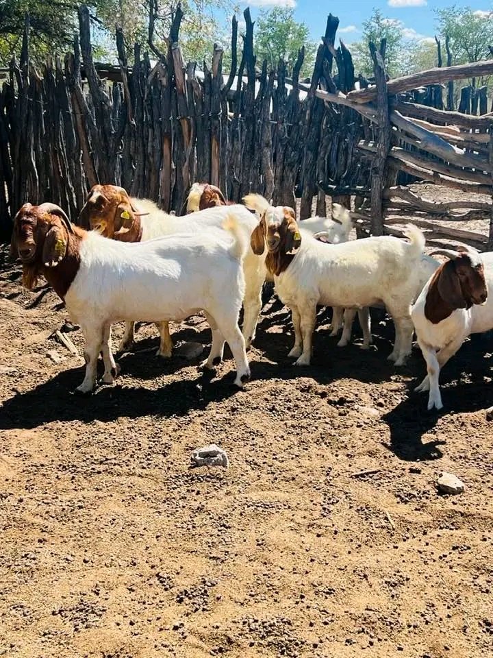 RichPelotona's tweet photo. Tang le rekeng diphoko 😅
Patrol bloodline from ( Eddy Boergoats ) https://t.co/VlVcXzXvkL
